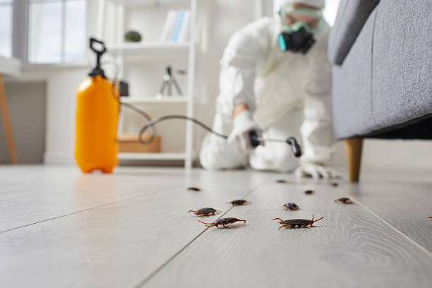 Post-Treatment Bed Bug Interceptor Monitoring in Streetsboro